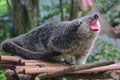 Adorable binturong face Arctictis binturong. Royalty Free Stock Photo